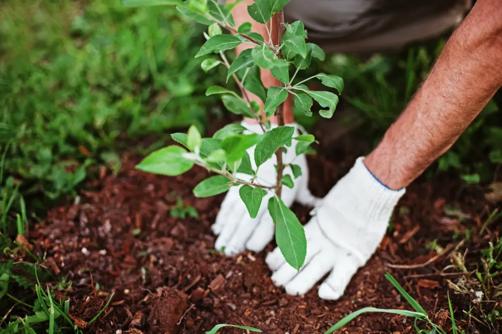 Plantation