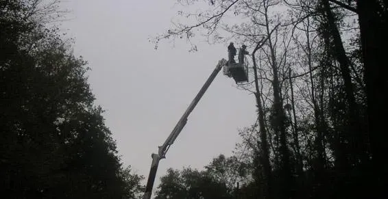 Abattage arbres