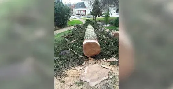 Abattage arbres