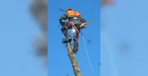 Arboriste