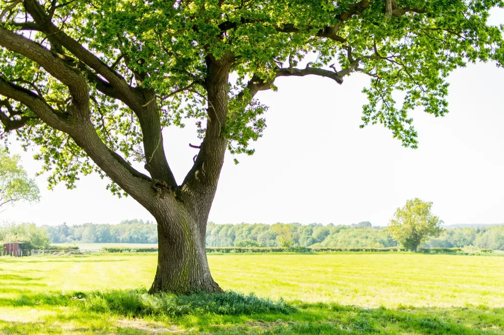 Arbre centenaire
